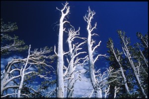 Kate McCarthy Whitebark Pine